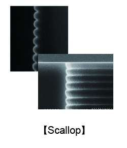 scallop